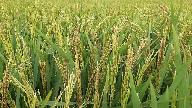হিটশকে চিটা হয়ে যাচ্ছে ধান