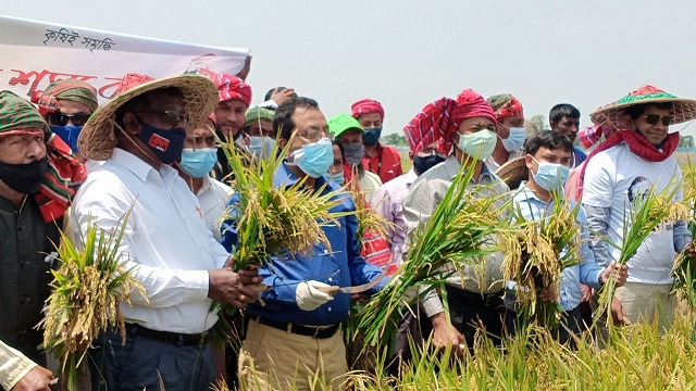 হাওরের ফসল উঠাতে চরম বিপাকে কৃষকরা