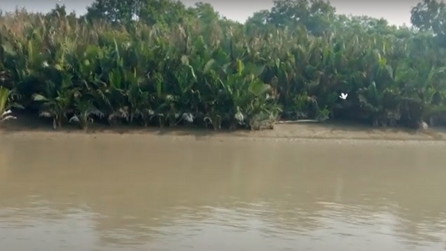 বাঘের প্রিয় সুন্দরবনের কটকা টাইগার টিলা