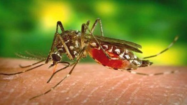 জাজেস কোয়ার্টারে পাওয়া গেল এডিসের লার্ভা