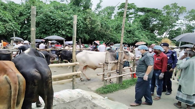 বাগেরহাটের বেতাগায় জমে উঠেছে পশুর হাট