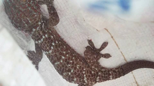বাগেরহাটে বিপন্ন প্রজাতির 'তক্ষক' উদ্ধার, পুলিশ দেখে পালিয়েছে পাচারকারী