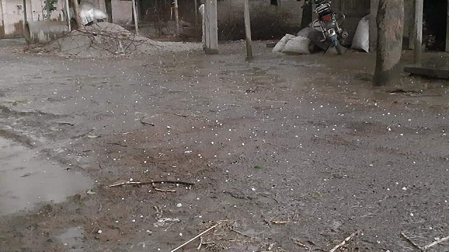 রাজশাহীর বাঘায় শিলা বৃষ্টিতে আম ও ধানের ক্ষতি