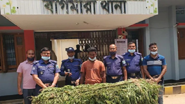 বাগমারায় গাঁজা চাষের অভিযোগে বাবা, ছেলে আটক