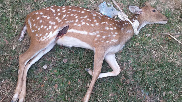 মৌলভীবাজারের চা-বাগান থেকে আহত চিত্রা হরিণ উদ্ধার