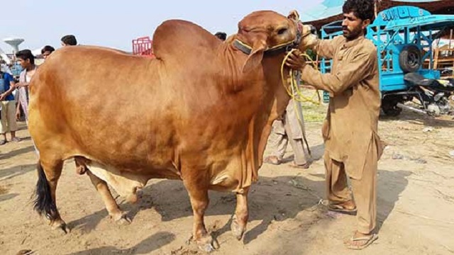 ঈশ্বরদীতে দেশীয় পশু দিয়েই কোরবানির চাহিদা মিটবে