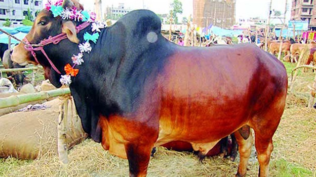 ১ লাখ গরু বিক্রির টার্গেট ডিজিটাল হাটে