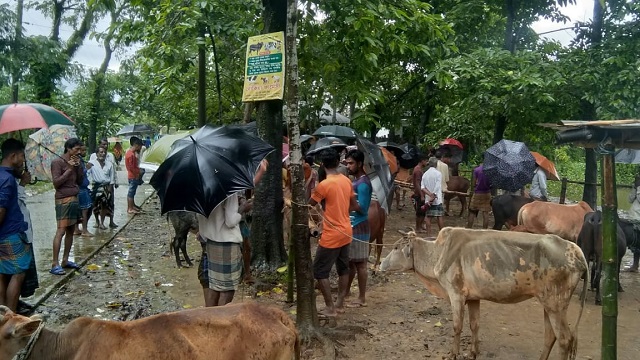 দোয়ারাবাজারে কোরবানির পশু বিক্রি নিয়ে খামারিদের হতাশা