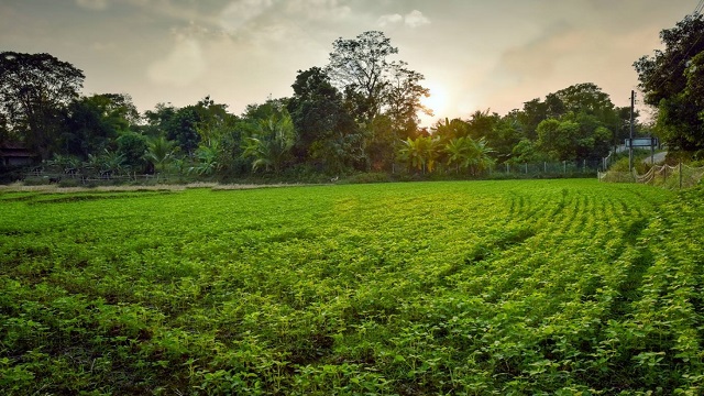 ফকিরহাটে প্রথমবারের মতো চাষ হচ্ছে কোরিয়ান ফসল পেরিলা!