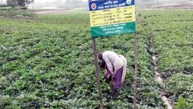 গাইবান্ধায় নতুন জাতের মিষ্টি আলুর চাষ