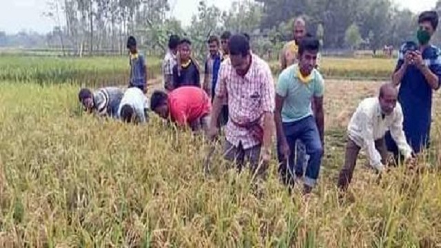 কৃষকের ধান কেটে ঘরে তুলে দিলেন - উপজেলা চেয়ারম্যান 
