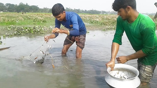 কারেন্ট জাল দিয়ে মাছ ধরায় বিলুপ্তির পথে দেশি প্রজাতির মাছ