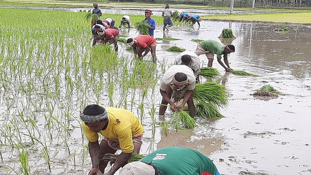 শ্রাবণের মাঝামাঝি আমন আবাদে ব্যস্ত ঘোড়াঘাটের কৃষকরা