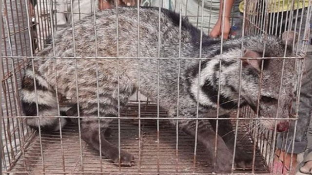সাভার থেকে বিরল প্রজাতির গন্ধগোকুল উদ্ধার