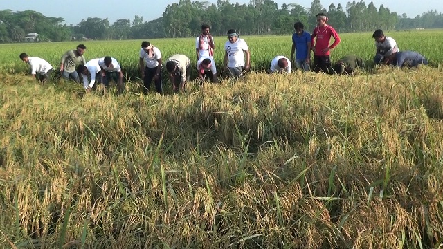জমির ধান কেটে ঘরে তুলে দিলো ছাত্রলীগ