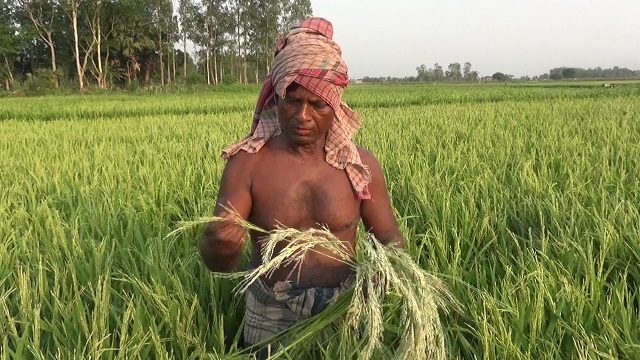 আধা ঘণ্টার গরম বাতাসে স্বপ্ন শেষ শত শত কৃষকের
