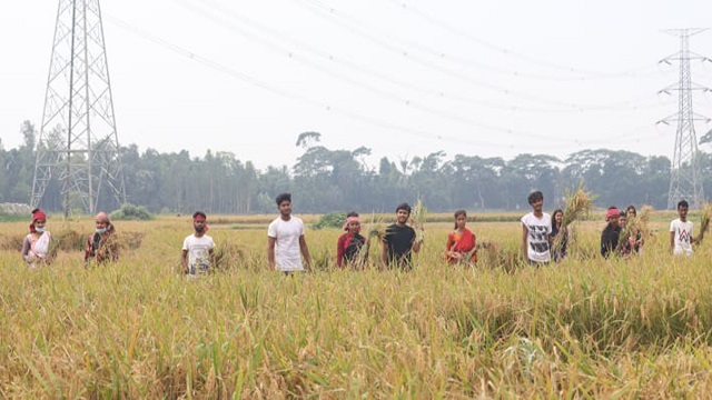 গোপালগঞ্জে দুই কৃষাণীর জমির ধান কেটে দিলো ছাত্রলীগ