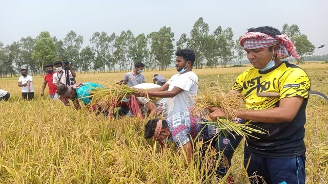 হিলিতে ক্ষুদ্র নৃগোষ্ঠী কৃষকের ধান কেটে দিলেন ছাত্রলীগ