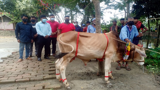 কোটালীপাড়ায় ভিক্ষুক পুনর্বাসন কেন্দ্রে কোরবানির গরু দিলেন ইউপি চেয়ারম্যান