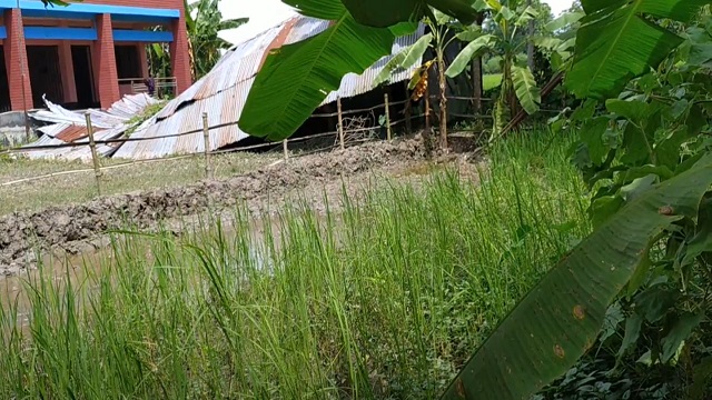 কালকিনিতে স্কুলের মাঠে ধান ও কলাগাছ রোপণ