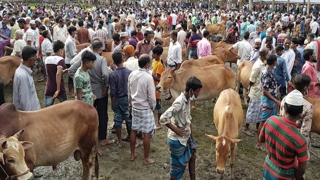সৈয়দপুরে ঐতিহ্যবাহী ঢেলা-পীরে জমে উঠেছে কোরবানির পশুর হাট 