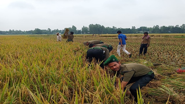 ভাঙ্গুড়ায় কৃষকের পাকা ধান কেটে দিল আনসার কমান্ডাররা