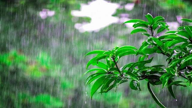 লঘুচাপের প্রভাবে অতিভারী বৃষ্টির পূর্বাভাস