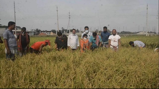 চার বিঘা জমির ধান কেটে দিলেন আওয়ামী লীগ নেতারা