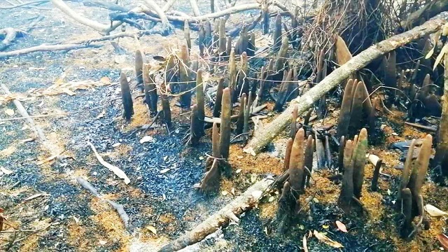 ৩০ঘন্টা পর সুন্দরবনের আগুন নিয়ন্ত্রণে