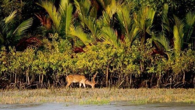সুন্দরবনের ২০ কেজি হরিণের মাংশসহ এক শিকারি আটক