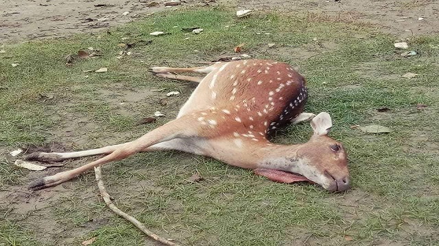 শরণখোলায় সুন্দরবন থেকে ভেসে এলো মৃত হরিণ