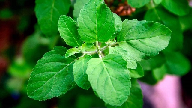 কিডনির জন্য তুলসি পাতা