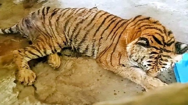 বঙ্গবন্ধু সাফারি পার্কে অসুস্থ বাঘের মৃত্যু