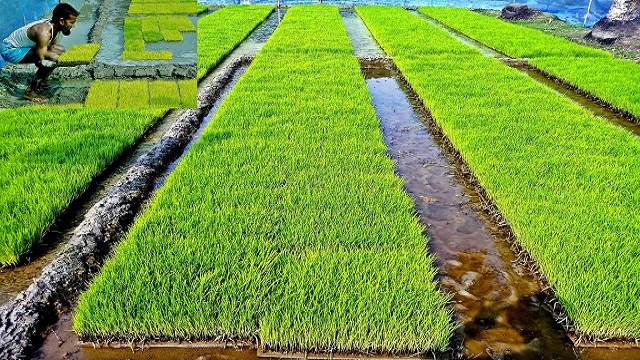 ফকিরহাটের কৃষিতে আধুনিকতার ছোয়া : ট্রে-পদ্ধতিতে চারা উৎপাদন ও যান্ত্রিক পদ্ধতিতে রোপন 