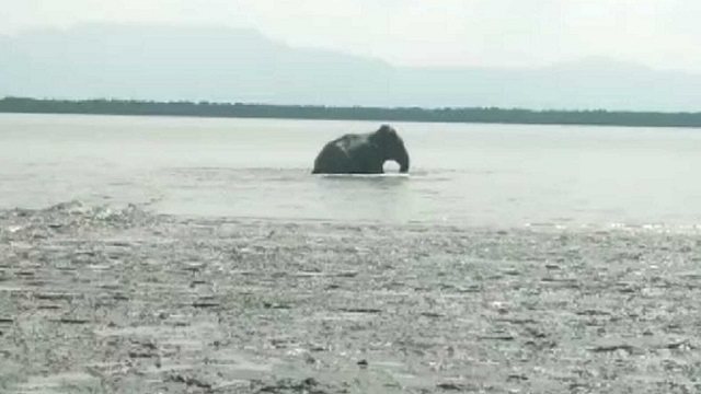 নাফ নদী সাঁতরিয়ে টেকনাফে এল মিয়ানমারের হাতি