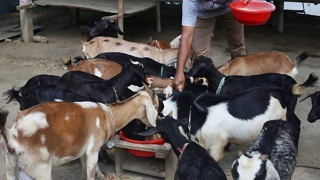 ছাগল পালন করে স্বাবলম্বী মো. ইউসুফ