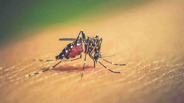 একদিনে ডেঙ্গুতে আক্রান্ত ৯ রোগী হাসপাতালে