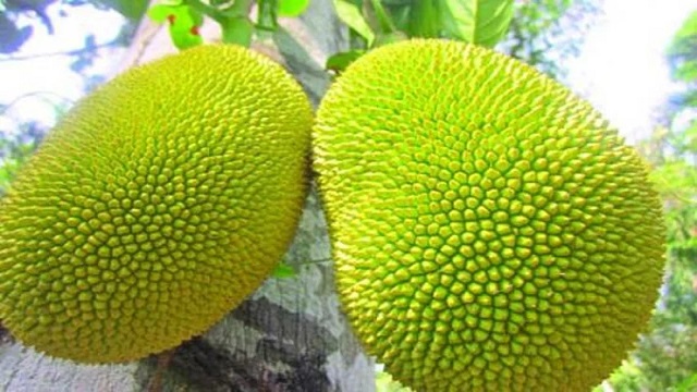 কাঁচা কাঁঠালের স্বাস্থ্য উপকারিতা