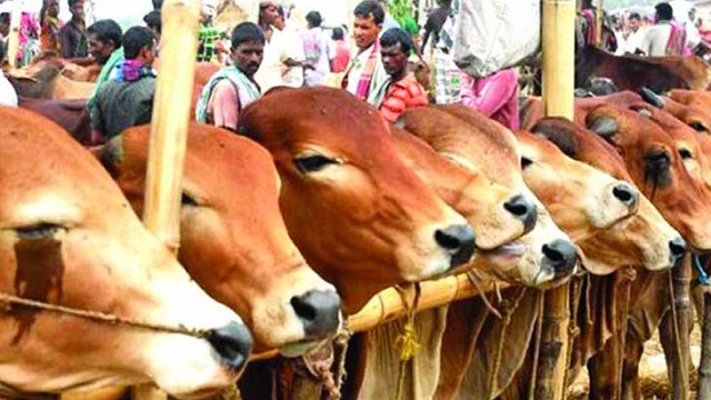 রাজধানীর কোথায় পশুর হাট বসবে, দেখে নিন