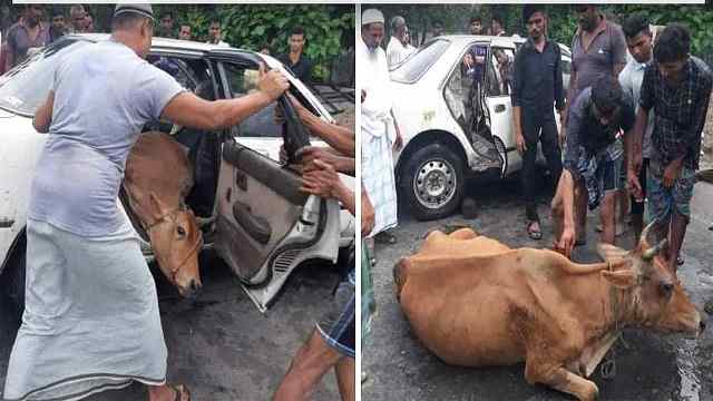 প্রাইভেটকারে মিললো ৩ গরু
