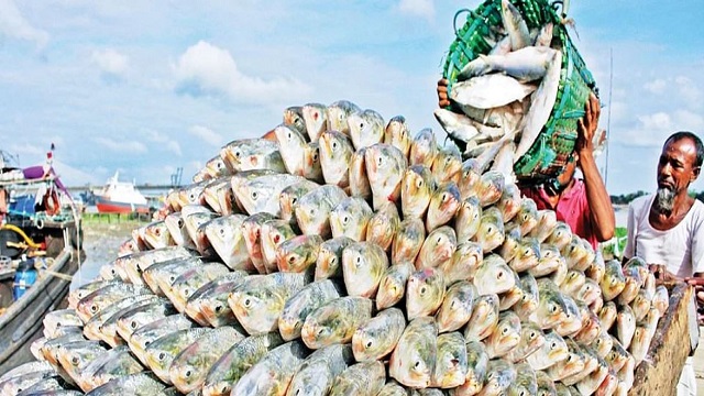 দুর্দান্ত খবর, ভারতে প্রায় ৪ হাজার টন ইলিশ রপ্তানির অনুমতি দিল সরকার, কিন্তু কেন ?