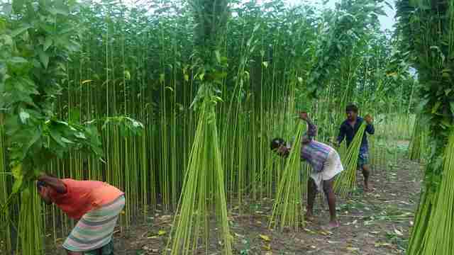 বিনামূল্যে পাটবীজ পাচ্ছেন ৪ লাখ কৃষক