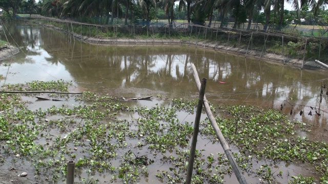 গোপালগঞ্জে বিষ দিয়ে ২০ লাখ টাকার মাছ মেরেছে দূর্বৃত্তরা