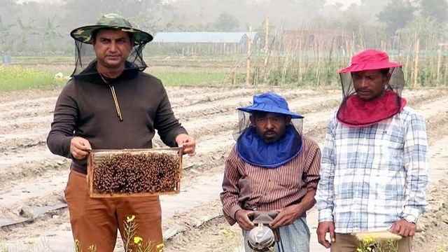 ফেনীতে মধু আহরণে ব্যস্ত সময় কাটাচ্ছেন মৌ চাষিরা