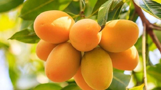 পাকা আম মিলছে চৈত্র মাসেও