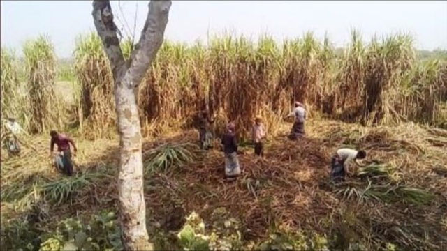 সাব লিজ নিয়ে আখ লাগিয়ে বিপাকে নস্কর
