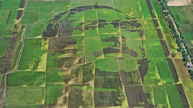 ‘শস্যচিত্রে বঙ্গবন্ধু’ গিনেস বুকে