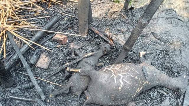 বাঘায় ছাগল পুড়িয়ে হত্যা