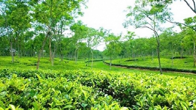 দেশে  চা এর বাম্পার ফলন! হতে পারে নতুন রেকর্ড 