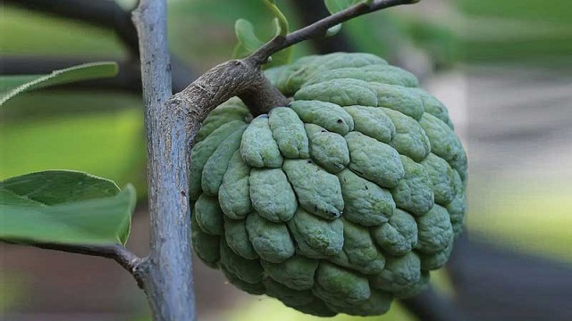 হারিয়ে যেতে বসেছে ‘আতাফল’